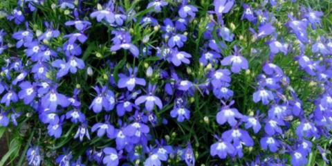 Лобелия: кога да засадите, сеитба на разсад у дома